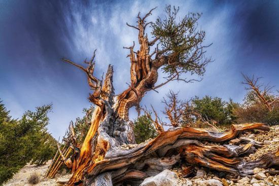 قدیمی ترین درخت بونسای در دنیا