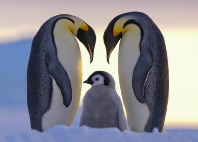کجا پنگوئن ببینیم؟