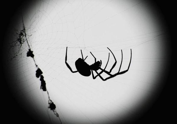 راهنمای دور نگه داشتن عنکبوت ها از وسایل خانه